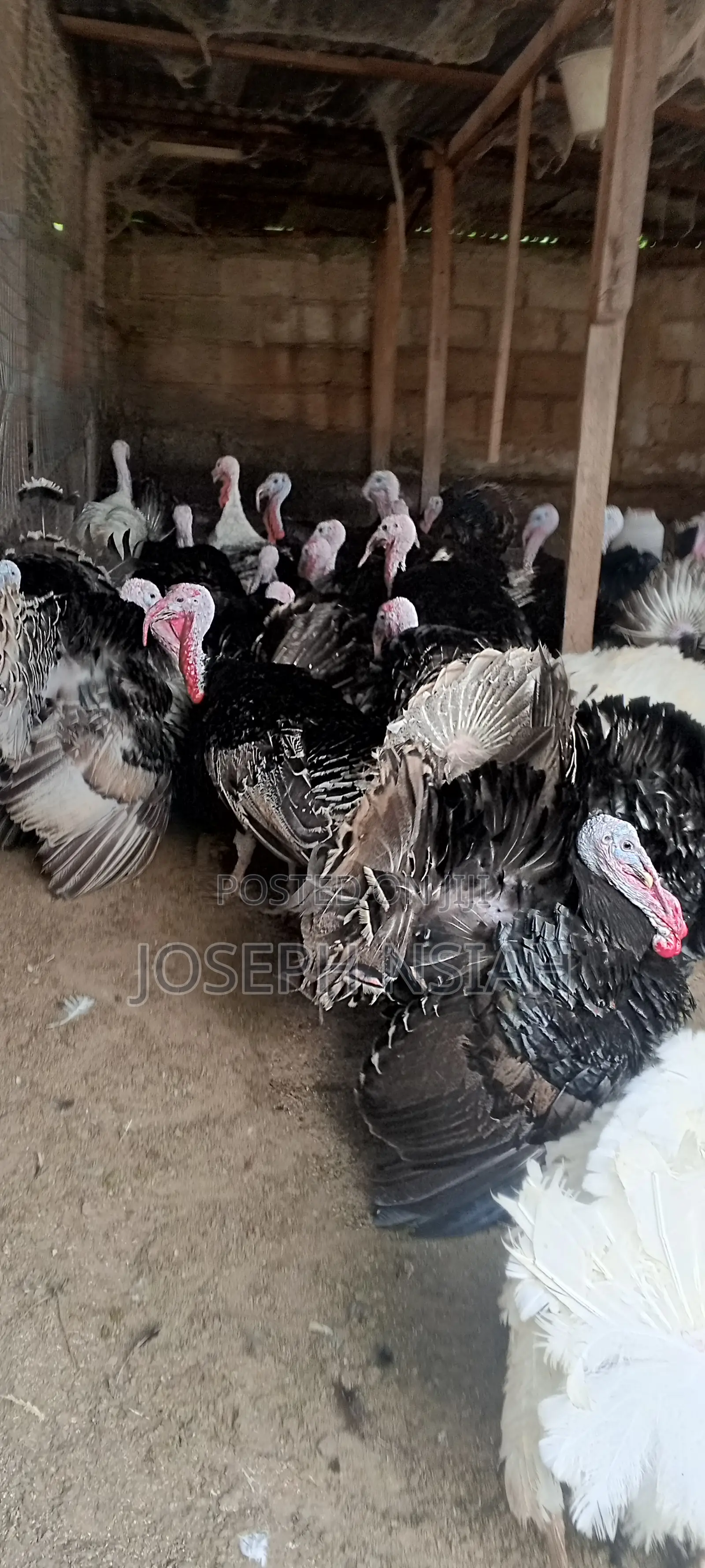 Matured Turkeys