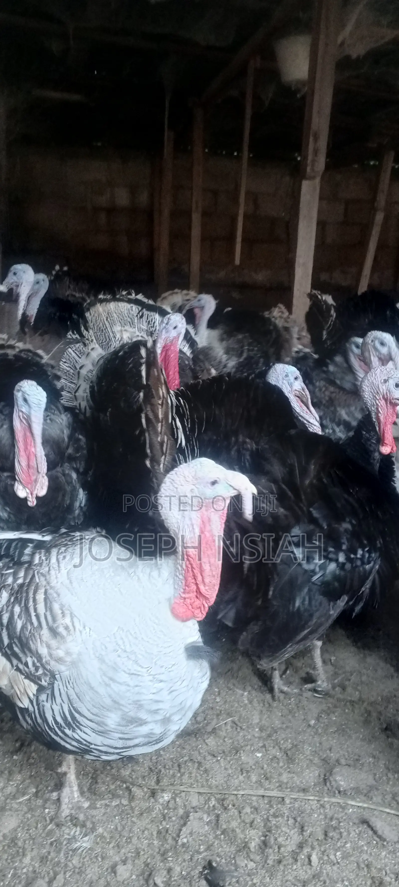 Matured Turkeys