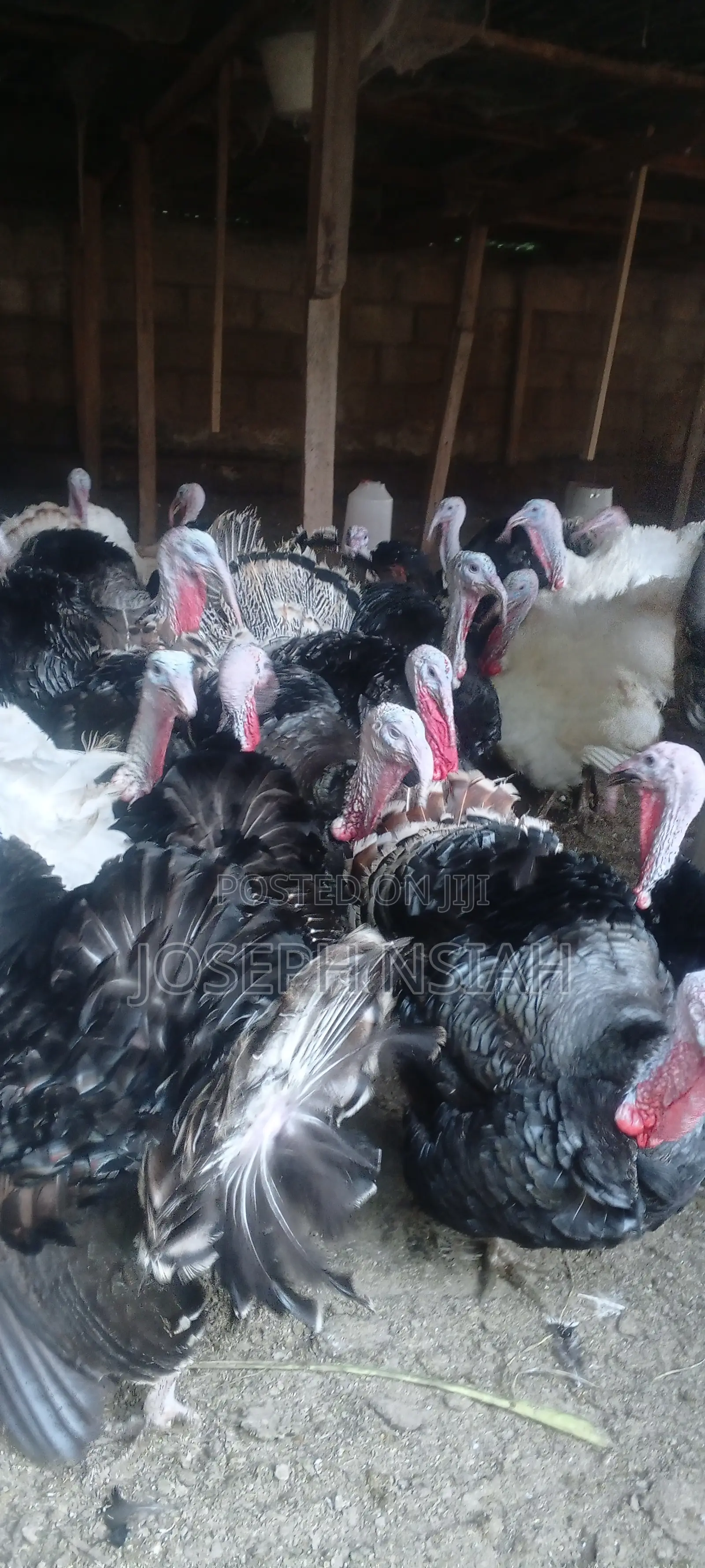 Matured Turkeys