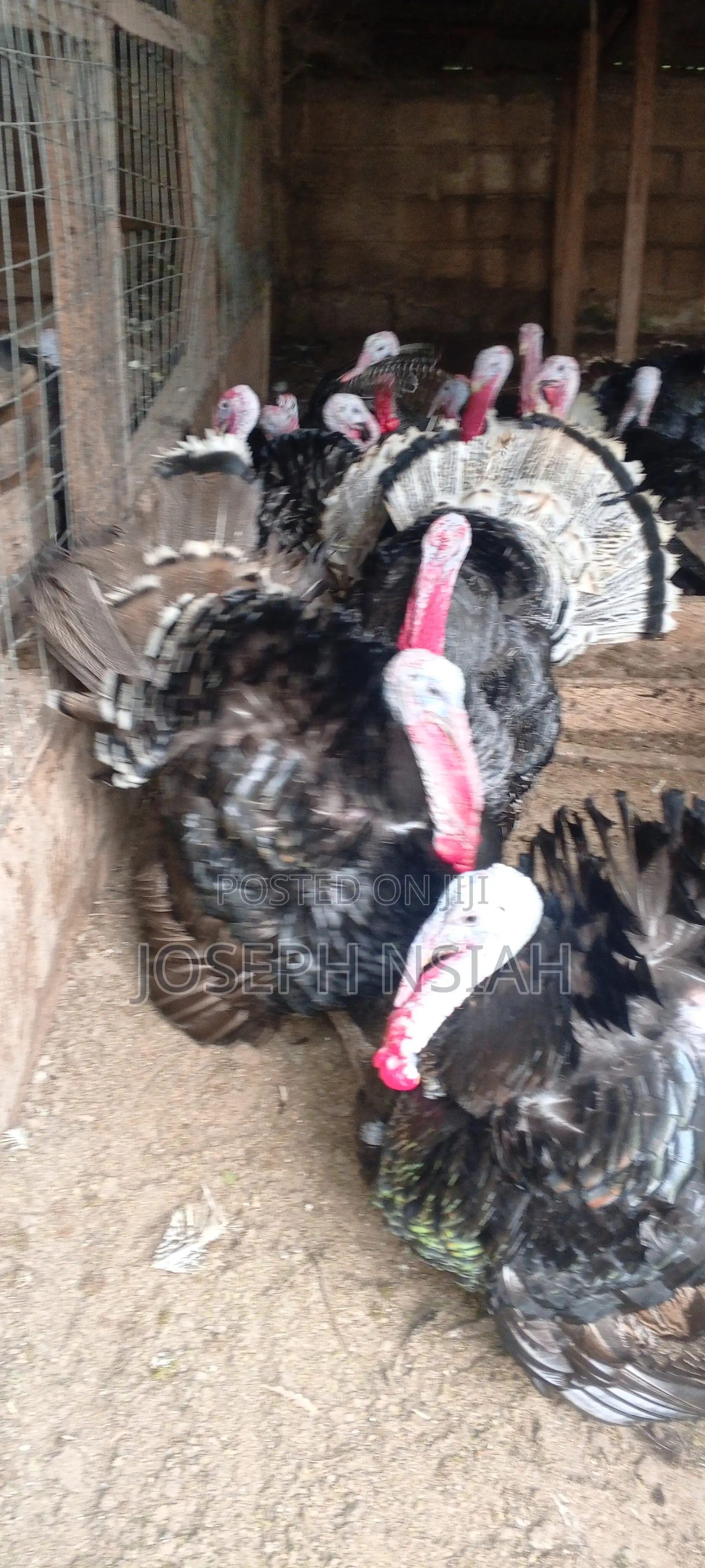 Matured Turkeys