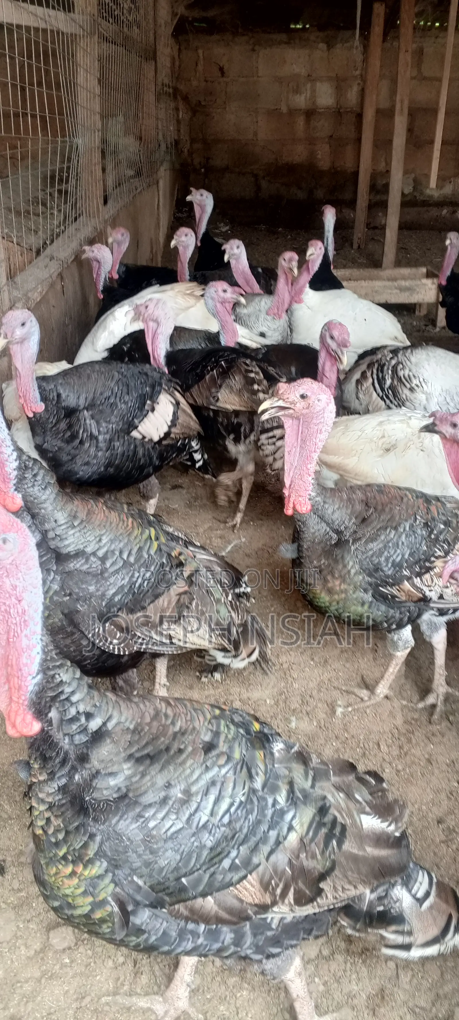Matured Turkeys