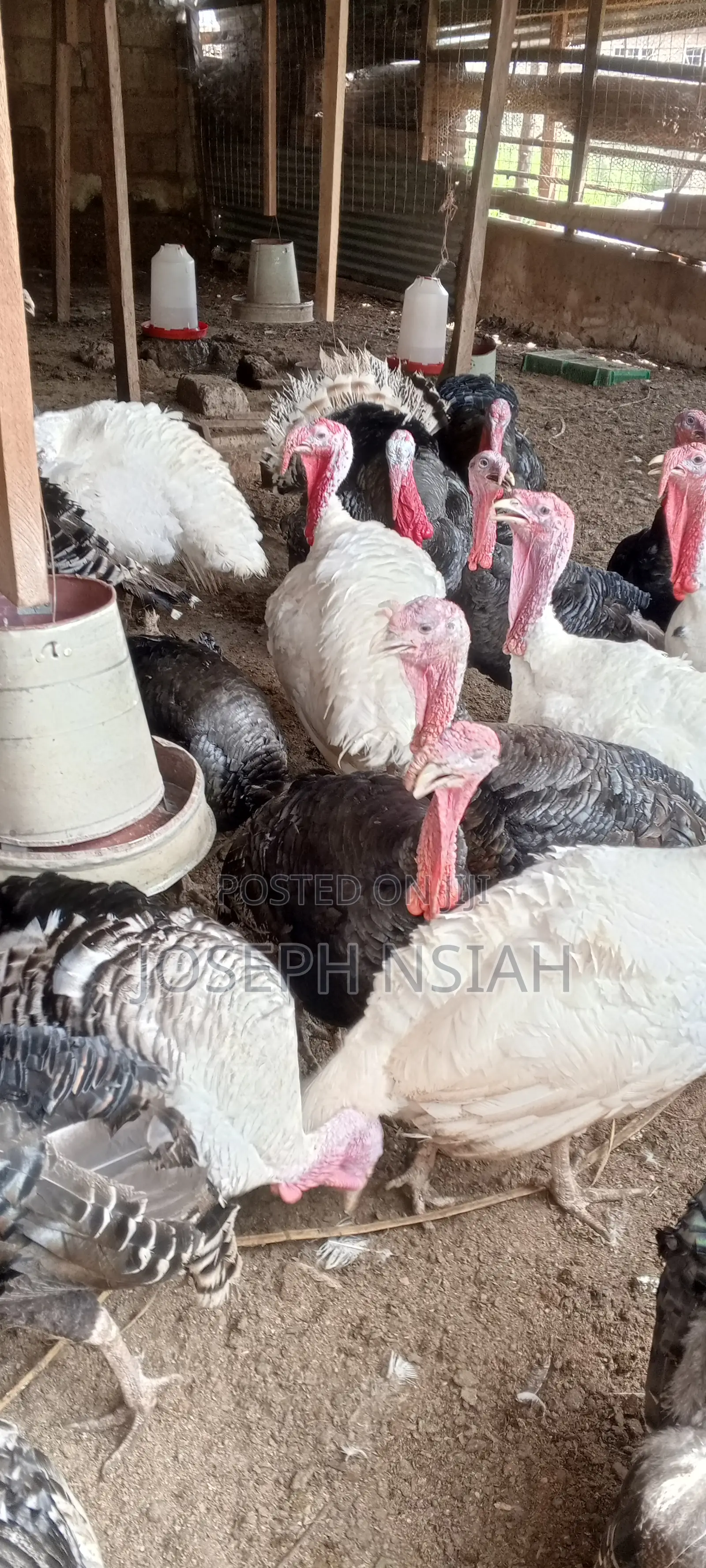 Matured Turkeys