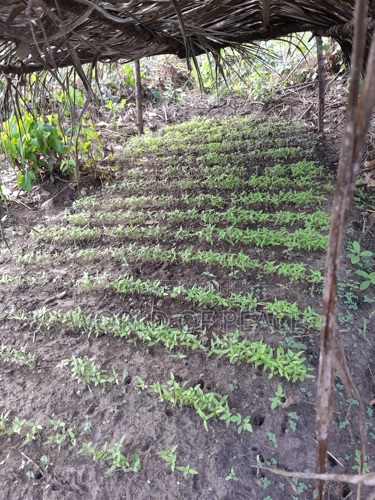 Habanero Seedling Is for Sale