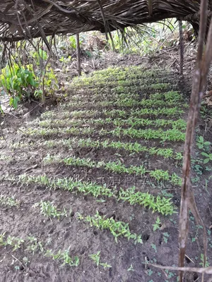 Habanero Seedling Is for Sale
