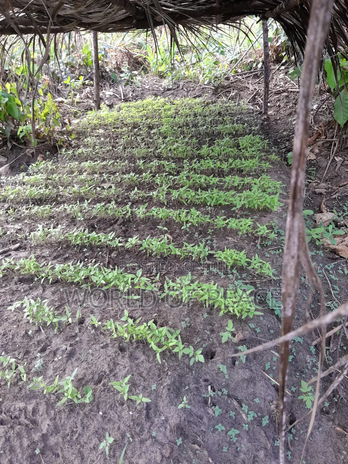 Habanero Seedling Is for Sale