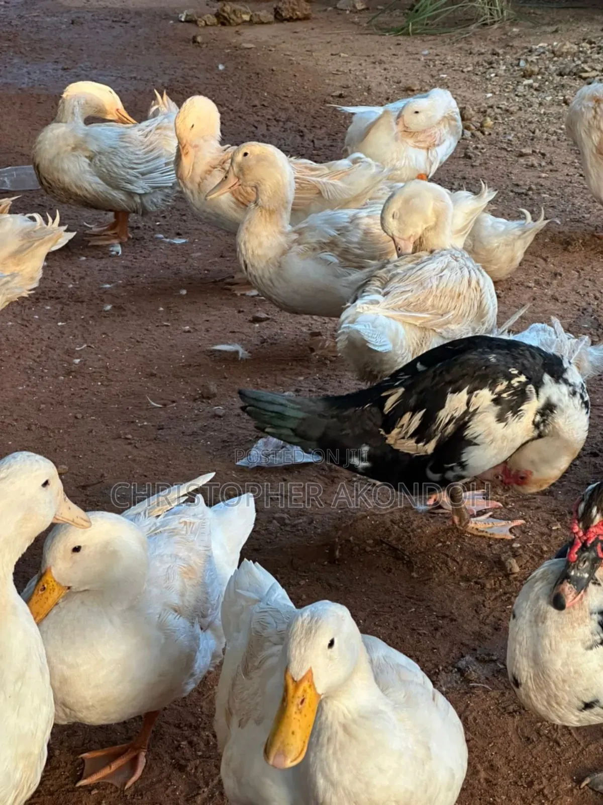 Mature Pekins