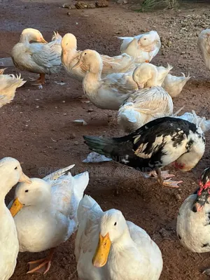 Mature Pekins