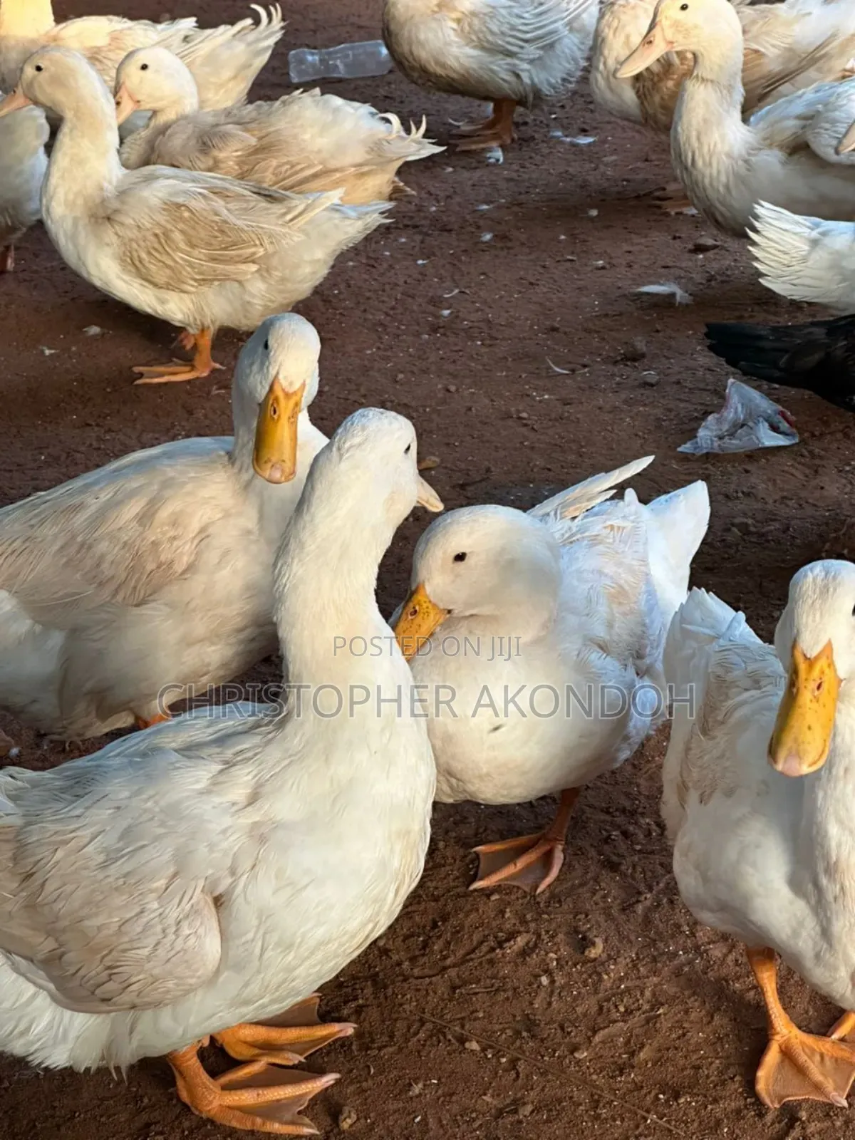 Mature Pekins