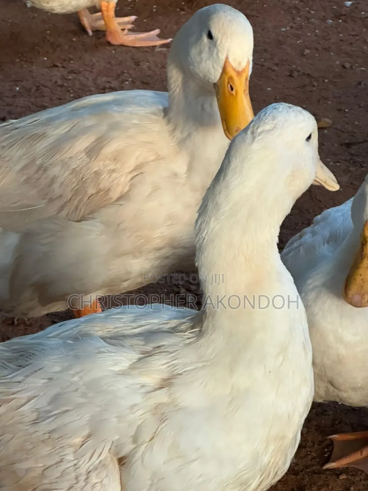 Mature Pekins