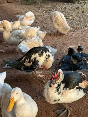 Mature Pekins