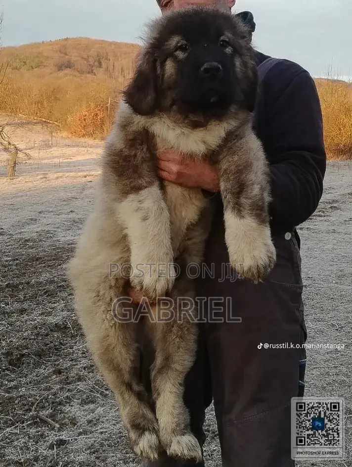 1-3 months Female Purebred Caucasian Shepherd