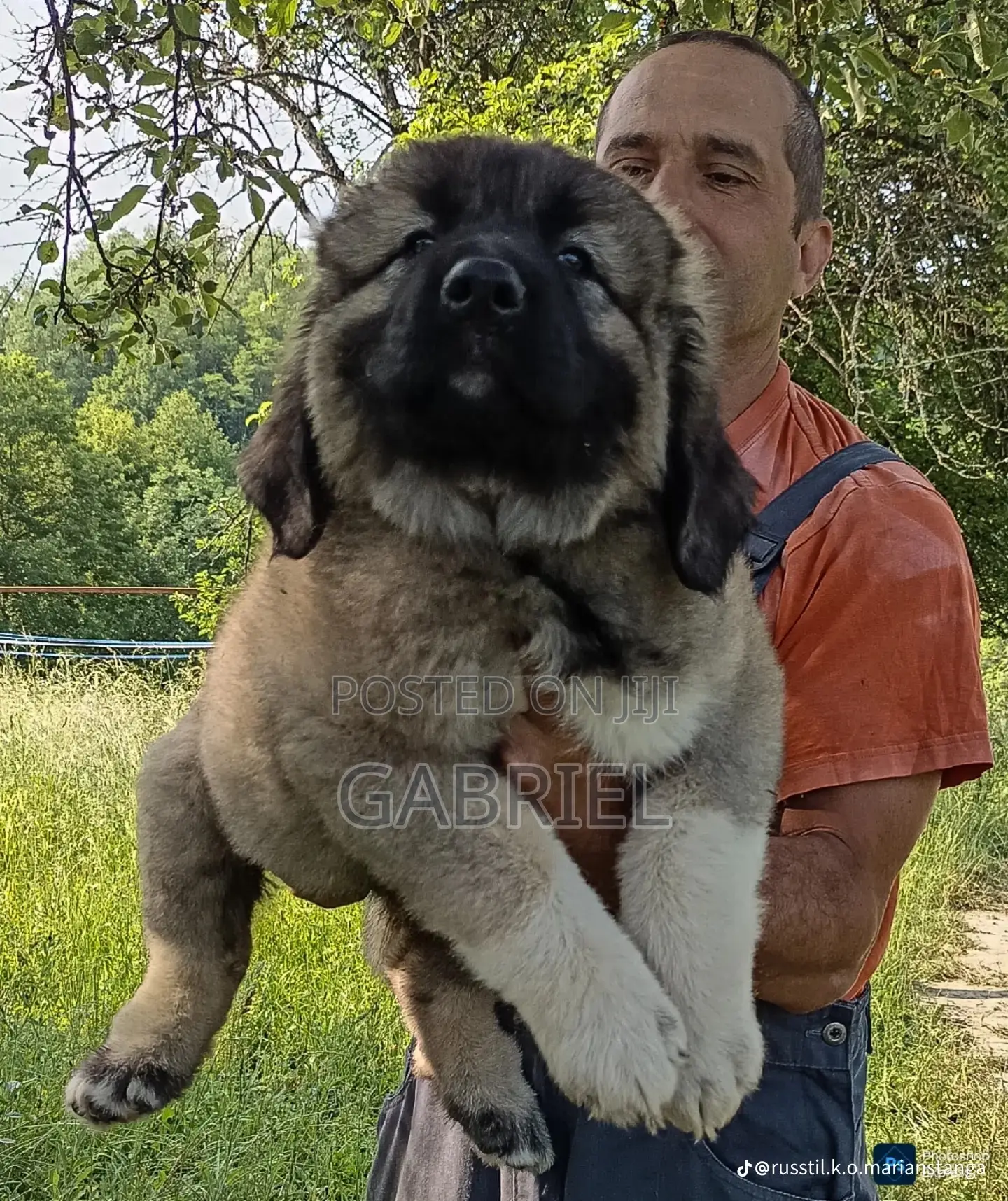 1-3 months Female Purebred Caucasian Shepherd