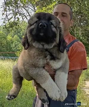 1-3 months Female Purebred Caucasian Shepherd