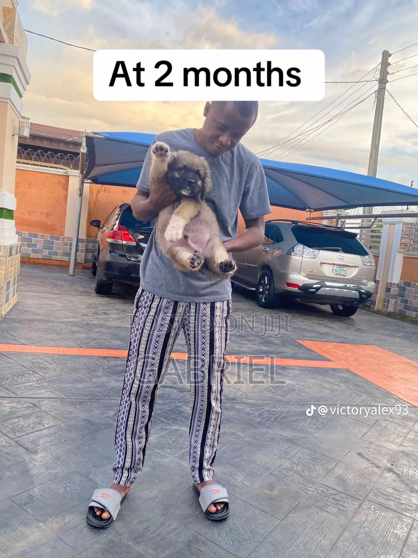 1-3 months Female Purebred Caucasian Shepherd