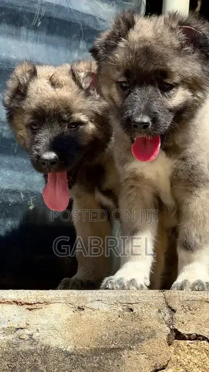 1-3 months Female Purebred Caucasian Shepherd