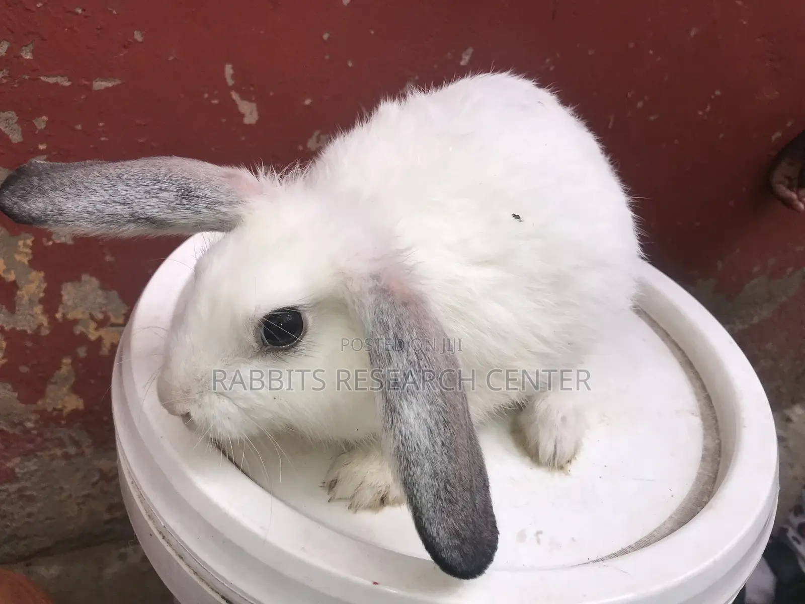 Healthy and Active Rabbit Breeds