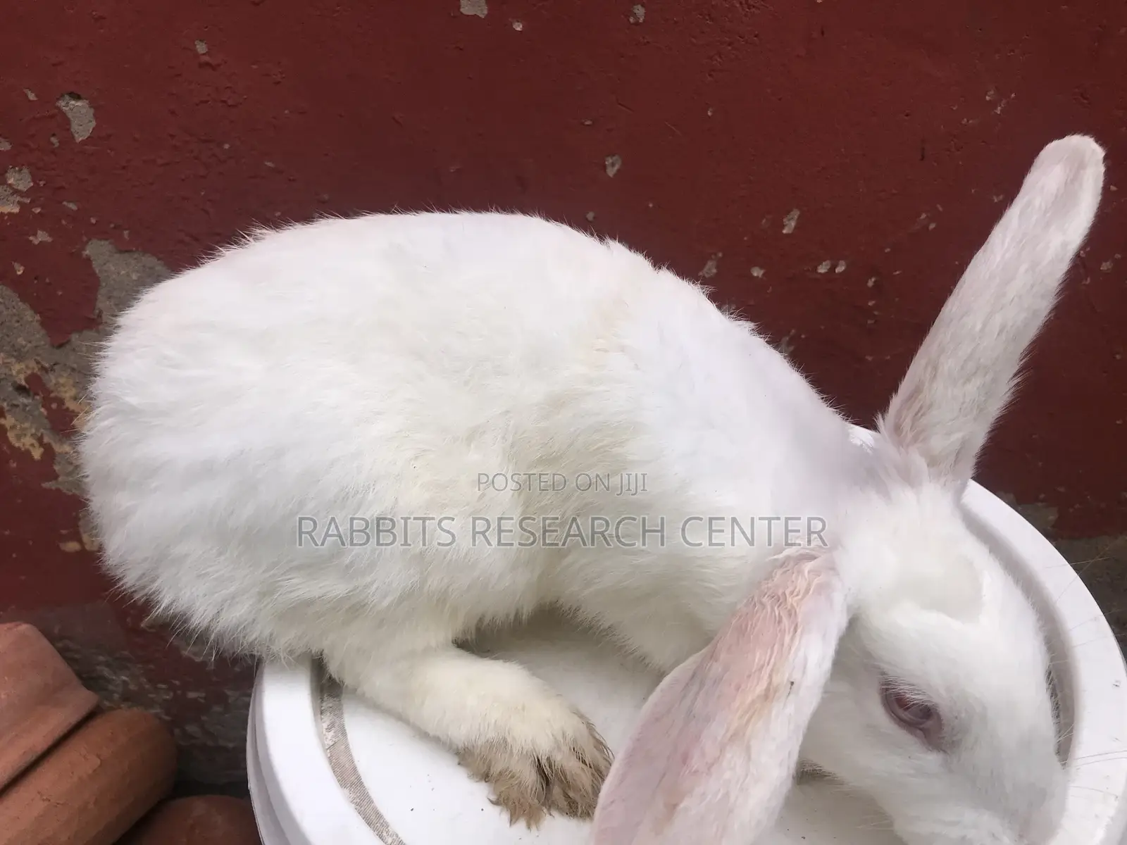 Healthy and Active Rabbit Breeds