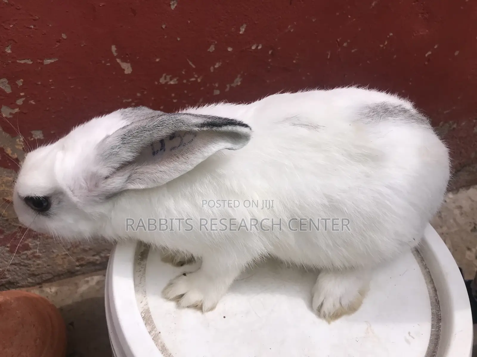Healthy and Active Rabbit Breeds