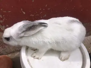 Healthy and Active Rabbit Breeds