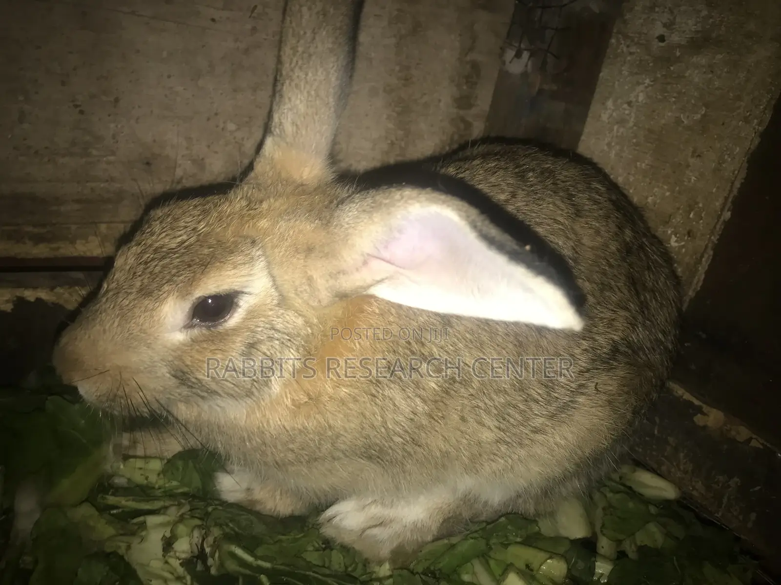 Healthy and Active Rabbit Breeds