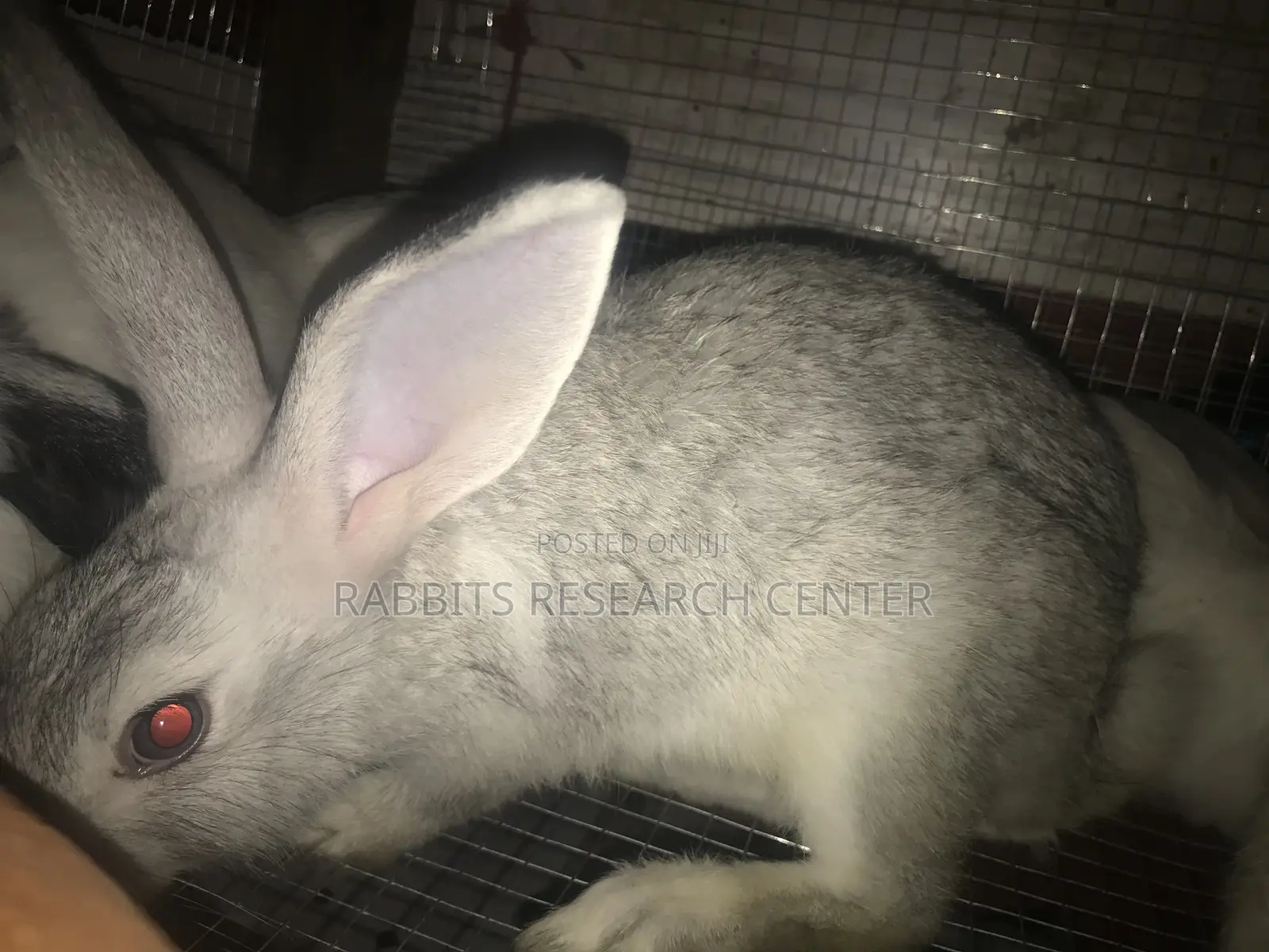 Healthy and Active Rabbit Breeds