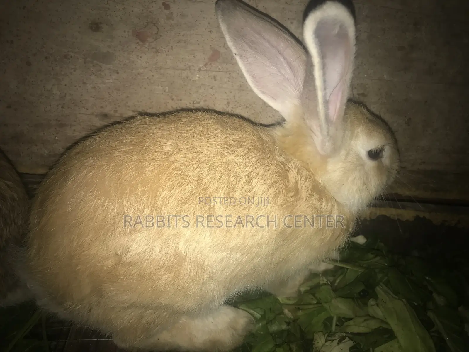 Healthy and Active Rabbit Breeds