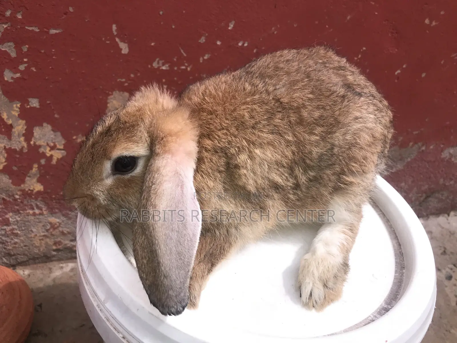 Healthy and Active Rabbit Breeds
