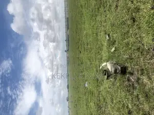 Prampram Lands: Authentic Lands at Akwaaba Park {No Litigation}
