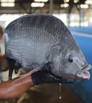 Gift Tilapia Fingerlings And Juveniles
