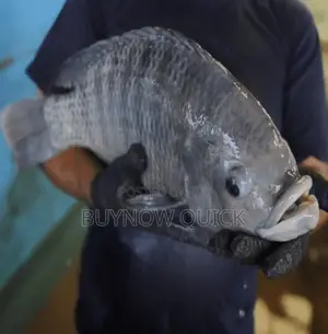 Gift Tilapia Fingerlings And Juveniles