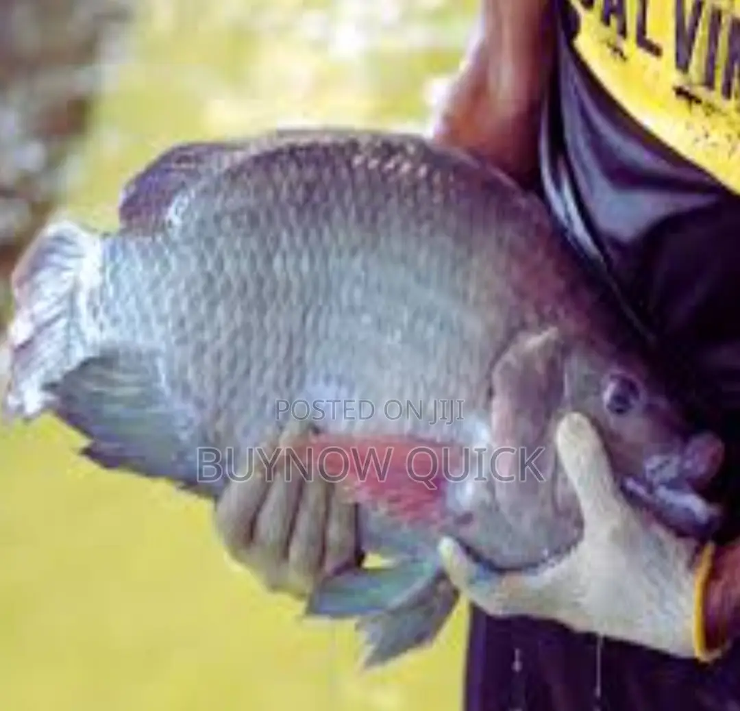Gift Tilapia Fingerlings And Juveniles