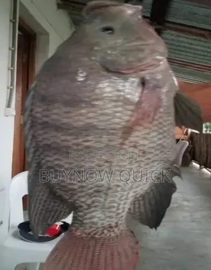 Gift Tilapia Fingerlings And Juveniles