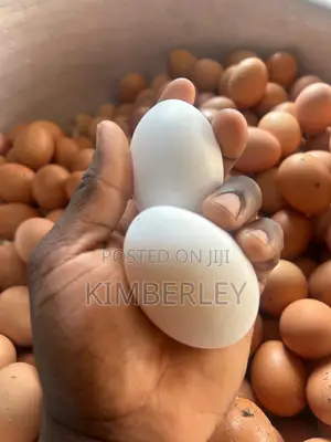 Victory Hill Farm Fresh Eggs We Can Deliver to Accra,Aburi , Nsawam
