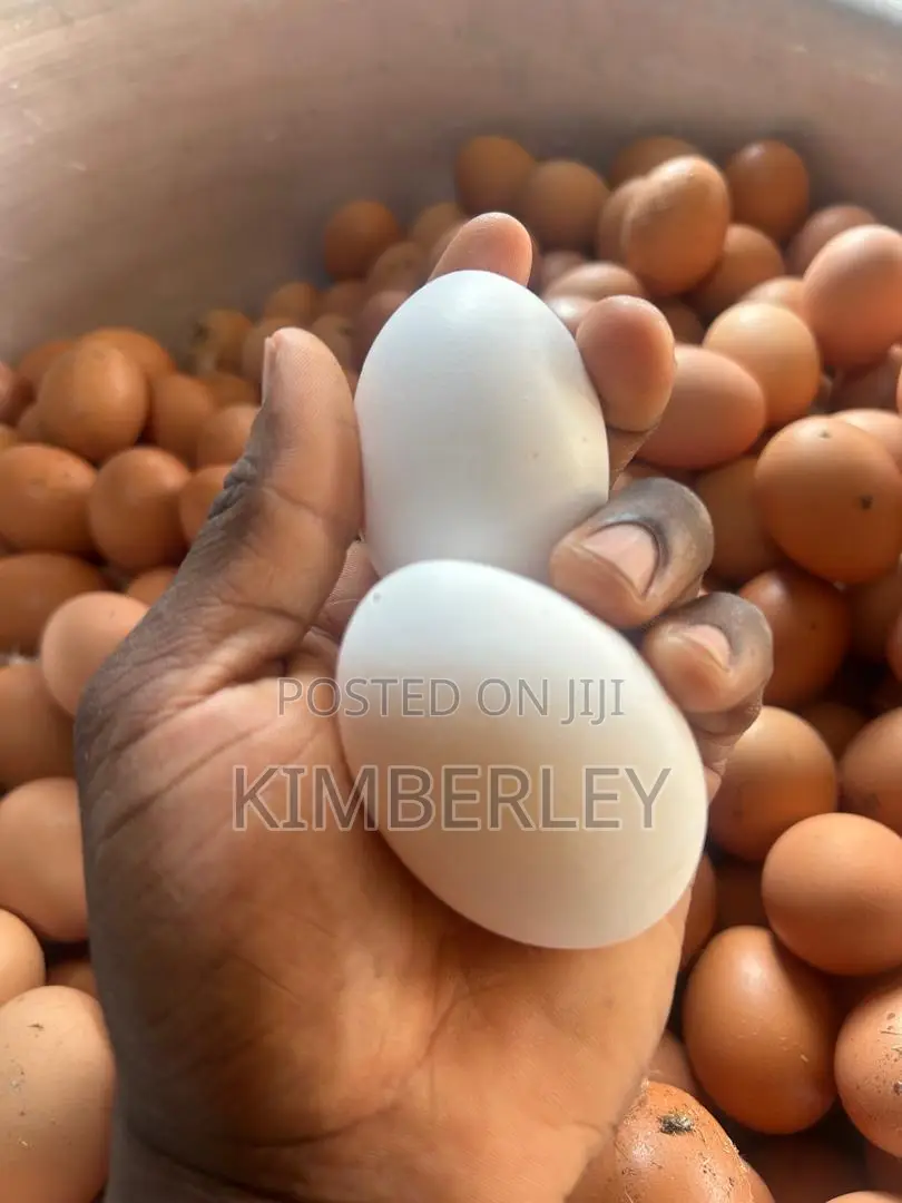 Victory Hill Farm Fresh Eggs We Can Deliver to Accra,Aburi , Nsawam