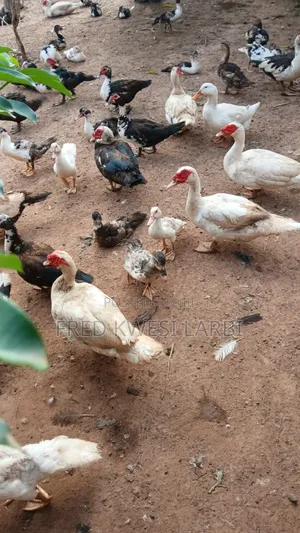 Matured Muscovy Ducks for Sale