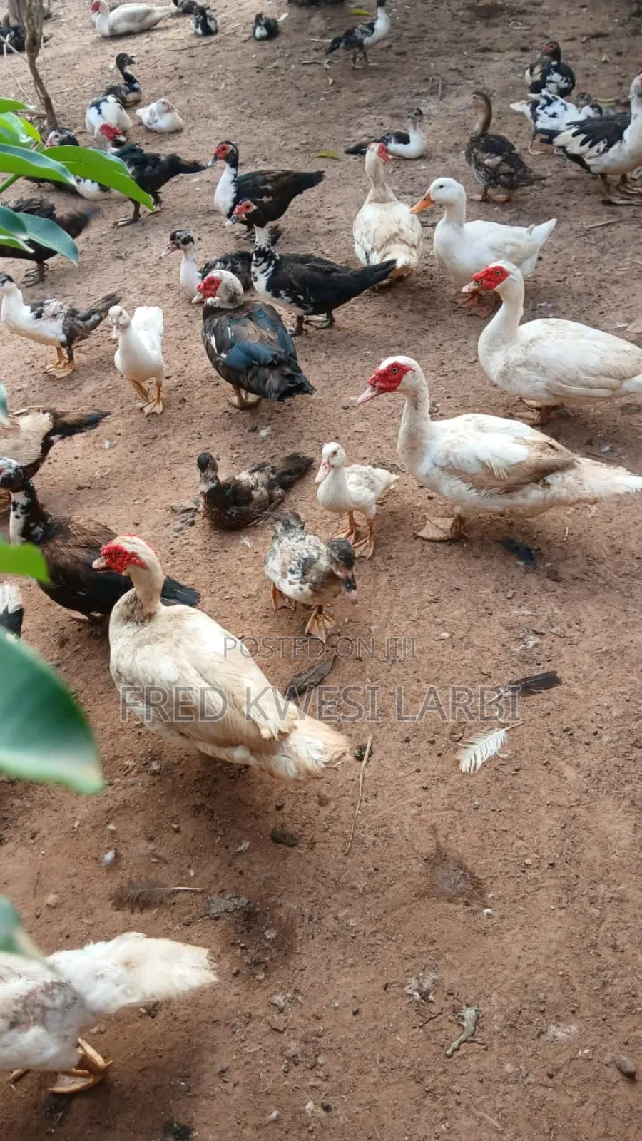Matured Muscovy Ducks for Sale