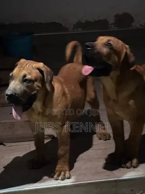 1-3 months Female Purebred Boerboel