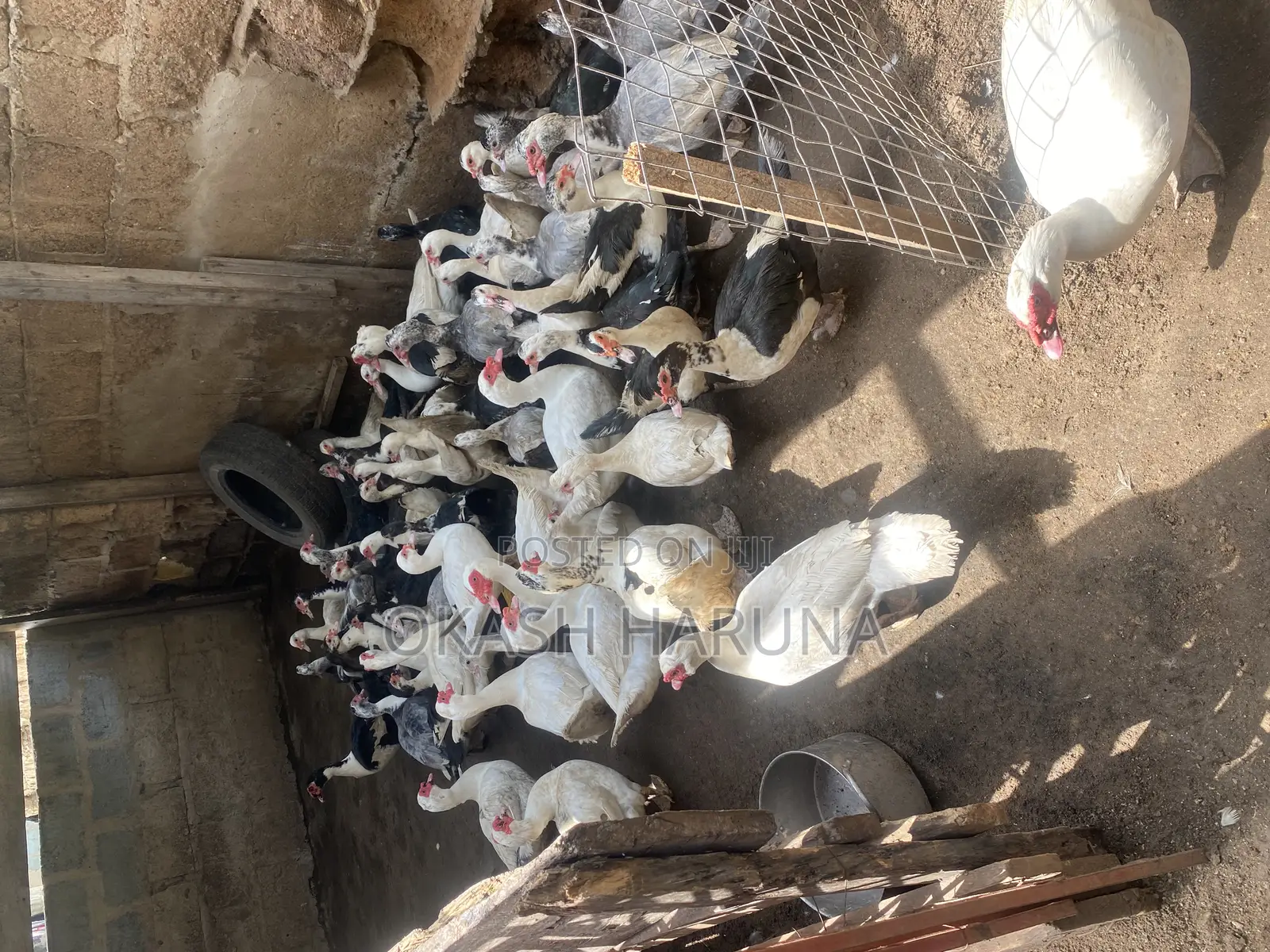 Live / Dressed Ducks / Meat
