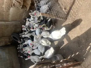 Live / Dressed Ducks / Meat