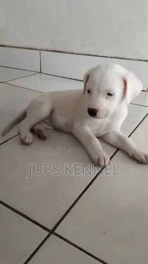 1-3 months Female Purebred Dalmatian