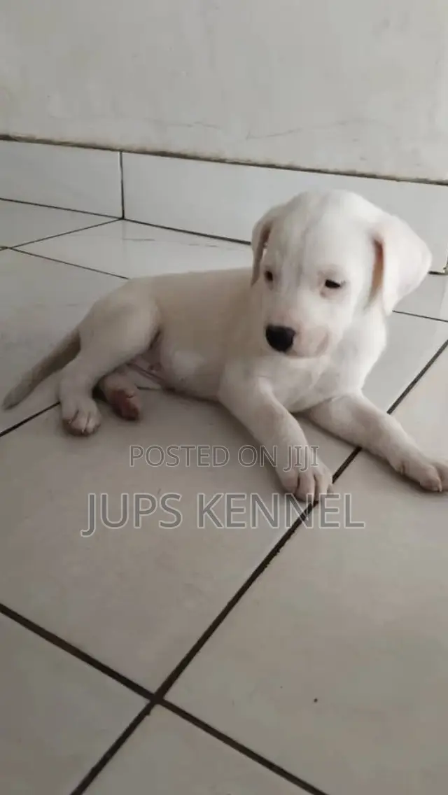 1-3 months Female Purebred Dalmatian