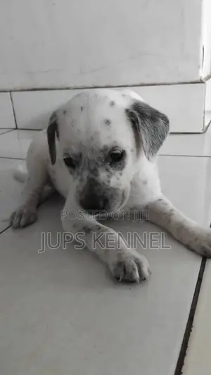 1-3 months Female Purebred Dalmatian