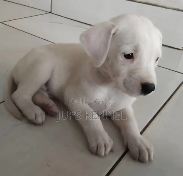 1-3 months Female Purebred Dalmatian