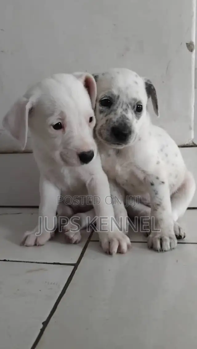 1-3 months Female Purebred Dalmatian