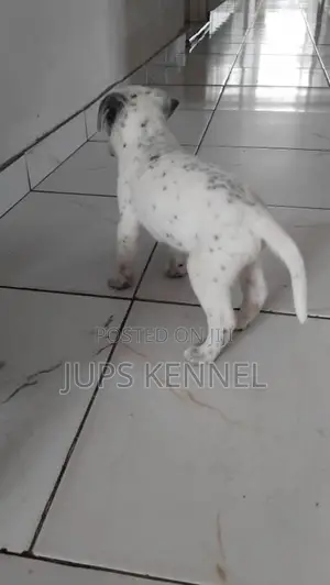 1-3 months Female Purebred Dalmatian