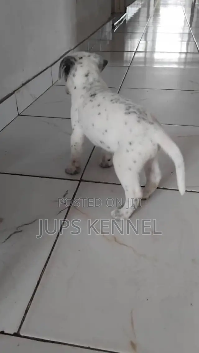 1-3 months Female Purebred Dalmatian
