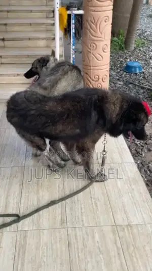 1+ year Male Purebred Caucasian Shepherd