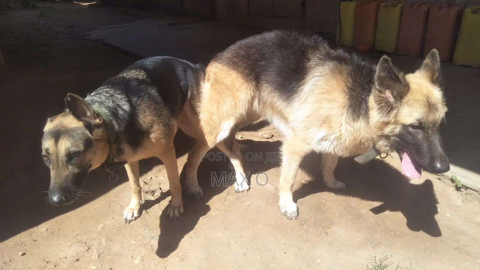 1+ year Male Purebred German Shepherd