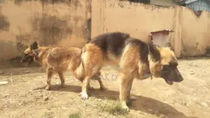 1+ year Male Purebred German Shepherd
