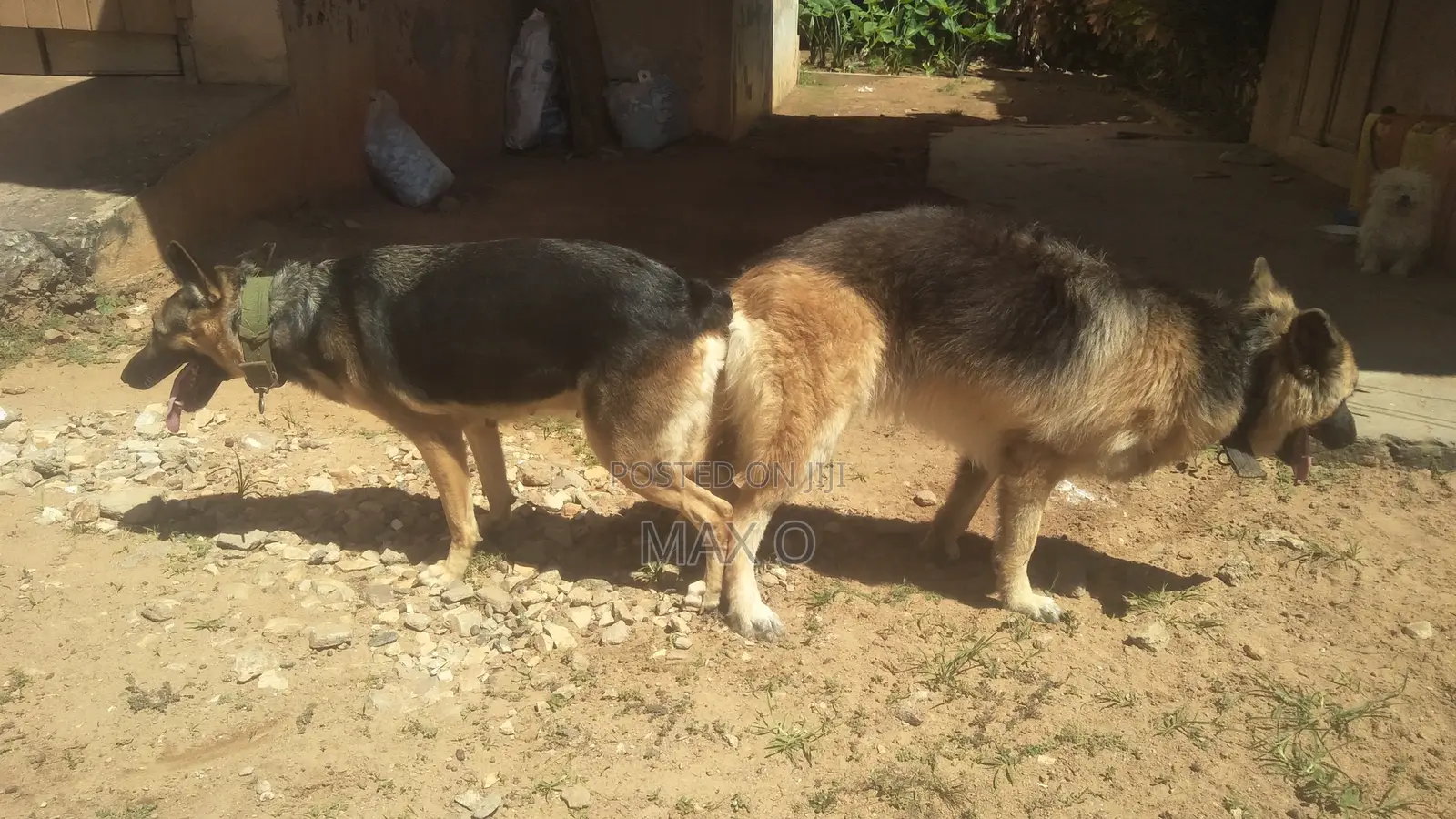 1+ year Male Purebred German Shepherd